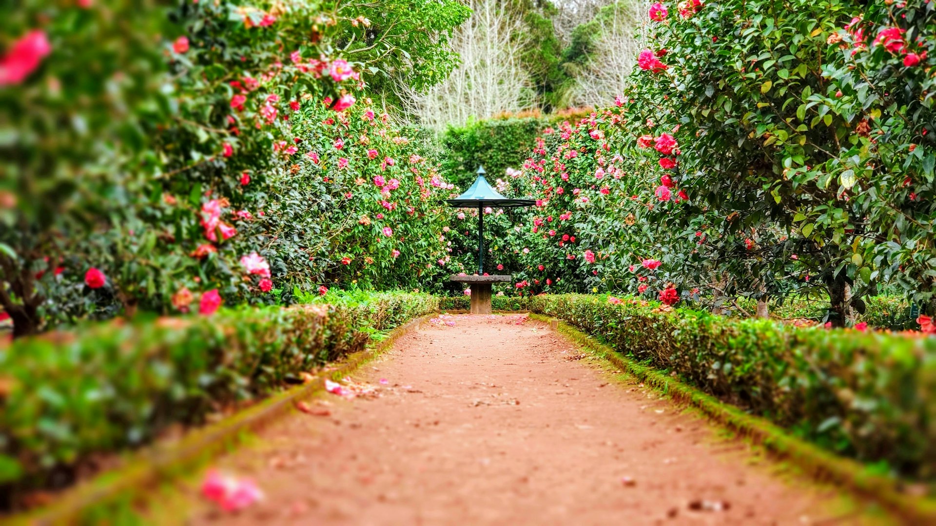 Garden path with roses